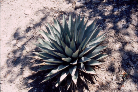 199 Parry Agave