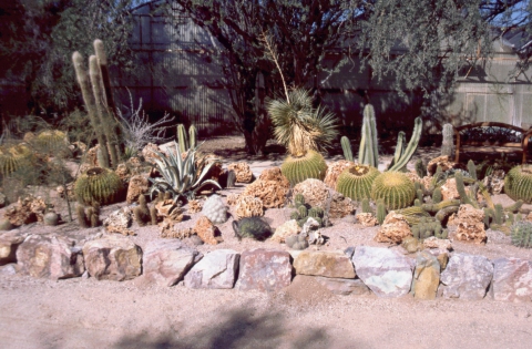 244 cactus nursery
