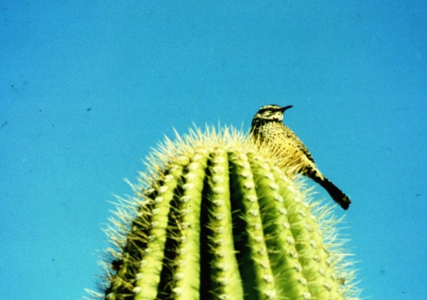293 Cactus Wern  op de uitkijk