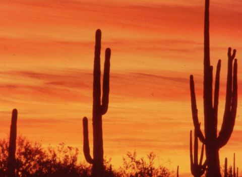 301 sunset met Saguaro