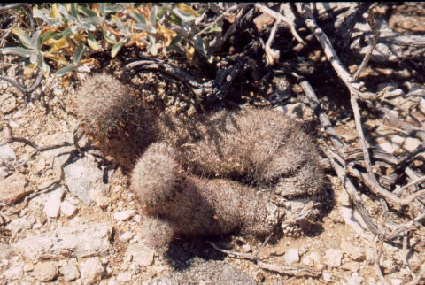 571 Fishhook cactus