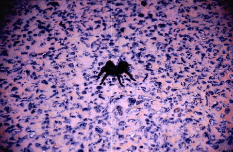 75 Spider Mesa Verde